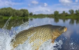Loài cá quen thuộc ở châu Á khiến cả Tổng thống Mỹ Trump bận tâm