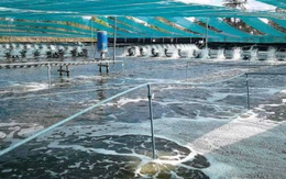 Áp thuế 50% vì mua dầu Nga, người Mỹ phải trả giá đắt đỏ cho một mặt hàng nhập khẩu từ Ấn Độ, Việt Nam cũng đang tham gia cuộc đua xuất khẩu