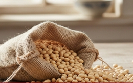 Loại hạt được ví như 'thịt không xương', bổ ngang thịt bò, hỗ trợ ngừa ung thư