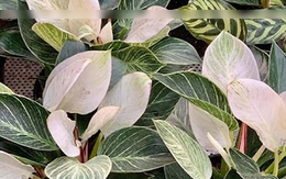 2 loại cây cảnh tưởng bình dị nhưng là "báu vật" người giàu thích mê: Không chỉ đẹp, còn là biểu tượng hút đầy tài lộc phú quý, tốt sức khỏe cả nhà