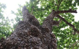 Những “cụ bàng” trăm tuổi trụ vững giữa gió biển Côn Đảo: Vì sao có thể sống lâu đến vậy?