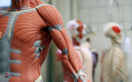 Đại học Harvard đối mặt kiện tụng vì bê bối bán thi thể hiến tặng