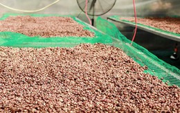 Giá cà phê hôm nay 8-10: Giảm mạnh, doanh nghiệp Việt lép vế cuối vụ