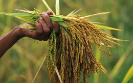 Quốc gia nhập khẩu gạo lớn nhất thế giới sắp dừng nhập khẩu đến tháng 4/2026, gạo Việt đang xoay trục sang những thị trường nào?