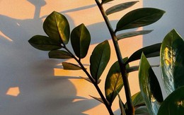 Cây “thần phong thủy”, nhà giàu châu Á mê như bị bỏ bùa