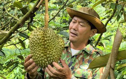 Giá sầu riêng hôm nay 8-10: Vượt 100.000 đồng/kg, nhà vườn trúng lớn