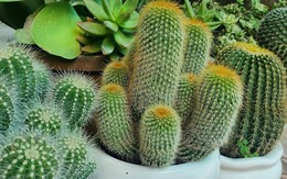 5 loài cây người giàu KHÔNG bao giờ trồng: Đậm "sát khí", cây càng thịnh người càng suy!