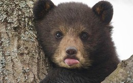 “Năm thảm họa gấu” của Nhật Bản