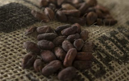 Sốt giá suốt 2 năm liên tiếp, giá loại hạt được gọi là 'thức ăn của các vị thần' bất ngờ rơi xuống thấp nhất 20 tháng - chuyện gì đang xảy ra?