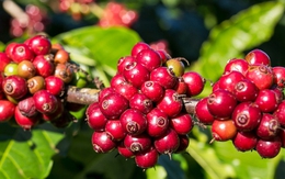 Giá cà phê hôm nay 9-10: Tăng rất mạnh, Robusta Việt có bị soán ngôi vua?