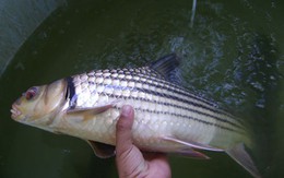 “Báu vật sông Mê Kông” từng được xem là “đặc sản trứ danh”: Đứng trước nguy cơ tuyệt chủng