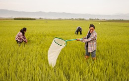 Môt "vật báu" của Thái Lan bị rớt giá thảm hại - thấp nhất thập kỷ