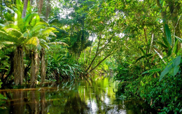 Phát hiện 47.000 kg vàng ẩn dưới các gốc cây