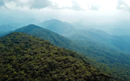 Loài vật quý hiếm lần đầu được phát hiện tại Việt Nam ở độ cao 1.000m, khiến giới khoa học toàn cầu vui mừng