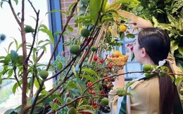 Khu vườn 6m2 khiến trăm nghìn người theo dõi vì quá "chữa lành"