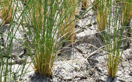 Buồn của nền kinh tế lớn thứ 4 thế giới: Giá gạo tăng vọt hơn 50% chỉ trong 1 năm, nhiều ngành công nghiệp quan trọng bị hệ lụy