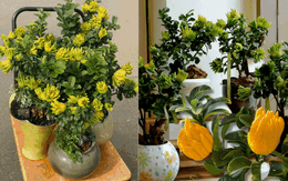 Gừng bonsai đã hot, chị em còn đang săn lùng cây "Thần Tài" phật thủ bonsai đón Tết Nguyên đán 2026: Vừa thơm sang chảnh lại hút trọn phúc khí!