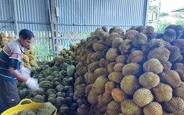 Cần lập lại trật tự ngành hàng sầu riêng