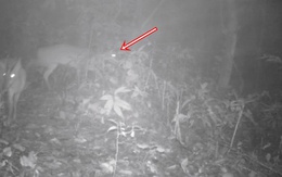 Đặt camera giữa rừng sâu, các nhà khoa học tình cờ phát hiện loài vật đã công bố tuyệt chủng gần 100 năm