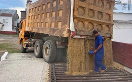 Giống lúa Việt Nam “gây sốt” tại Cuba: Thắm tình anh em!