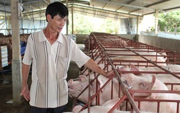 Giá heo hơi hôm nay, 10-11: Bất ngờ với giá heo hơi miền Nam