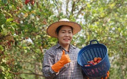 Việt Nam đã chi mức tiền kỷ lục để mua một "quốc bảo" của láng giềng