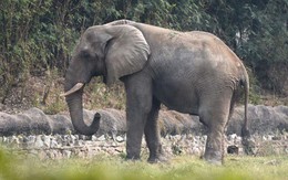 Đã rõ lý do vì sao chú voi cô đơn nhất thế giới chết