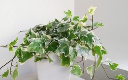 7 cây NASA khuyên trồng