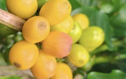 Giá cà phê hôm nay 12-11: Arabica lại tăng nóng, Robusta có diễn biến bất ngờ