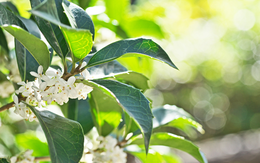 Loại cây 'hút' tài lộc và may mắn: Trồng trong nhà giúp không khí trong lành, gia đình ít bệnh tật