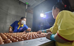 Ba Huân bị cưỡng chế ngừng thủ tục hải quan vì nợ thuế hơn 51 tỉ đồng, người trong cuộc nói gì?