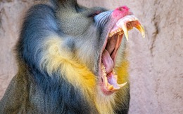 Loài khỉ lớn nhất thế giới: Những 'gã khổng lồ' lang thang theo đàn hơn 800 con trong rừng Gabon