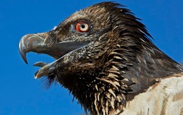 Kền kền thay đổi tập tính: Từ loài ăn xác thối trở thành 'kẻ săn mồi', hai vụ việc rúng động nước Pháp phơi bày sự thật đáng sợ