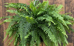 NASA gọi tên 10 loại cây lọc không khí tốt nhất trong nhà