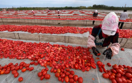 Khách quen bất ngờ 'quay xe', Trung Quốc lập tức rơi vào cảnh ế hàng nghiêm trọng: 700 nghìn tấn hàng chất đống không ai mua