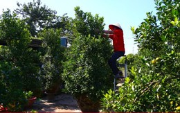 Đón Tết Bính Ngọ, khách sớm xuống tiền đặt cọc quất cảnh vì lo 'cháy hàng'