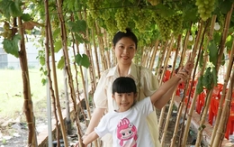 Uống cà phê xem cừu giữa vườn nho trĩu quả ở TPHCM