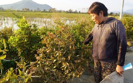 Xác xơ “thủ phủ” mai vàng miền Trung