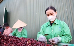 Miễn thuế đối ứng, nhiều nông sản Việt có cơ hội tăng xuất khẩu sang Mỹ