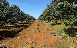 Xuất khẩu sầu riêng Việt từng sụt 69,4% vì rào cản Cadimi, Bầu Đức lộ 'át chủ bài': 1.600 ha ở Lào và kho lạnh 20.000 m² làm sầu riêng cấp đông chờ bán trái vụ giá cao hơn 50%