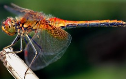 3 loài vật vào nhà mang điềm lành, lộc trời ban thì bạn chớ dại đuổi đi