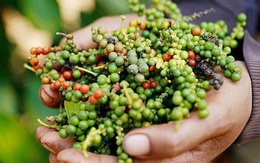 Giá tiêu tăng khi Mỹ giảm thuế