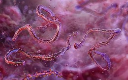 Loài virus gây tỷ lệ mất mạng đến 80% lại bùng phát