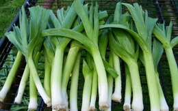 8 loại rau mà người Nhật ăn mỗi ngày, càng ăn càng khỏe, sống lâu: Ở chợ Việt mua rất dễ