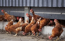 Hà Lan: Tiêu hủy 117.000 con gà vì cúm gia cầm lây lan