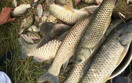 3 loại cá dễ “ôm ổ ký sinh trùng”, dân buôn cũng ngại ăn