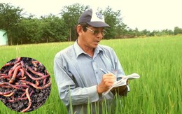 "Cha đẻ" lúa ST25 sửng sốt trước "sinh vật lạ" xuất hiện giữa ruộng, gọi đây là kỳ tích thiên nhiên