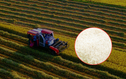 Phát hiện "hạt ngọc" 1.600 đô của Việt Nam: Đánh bại Thái Lan, được giới siêu giàu châu Âu "săn lùng" ráo riết