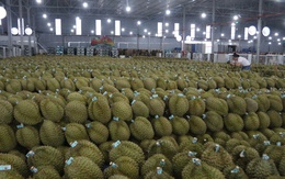 Mua hồ sơ xuất khẩu sầu riêng với giá... hàng trăm triệu đồng!