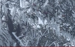 Đỉnh Tà Xùa ở Lào Cai xuất hiện băng giá